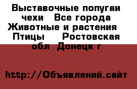 Выставочные попугаи чехи - Все города Животные и растения » Птицы   . Ростовская обл.,Донецк г.